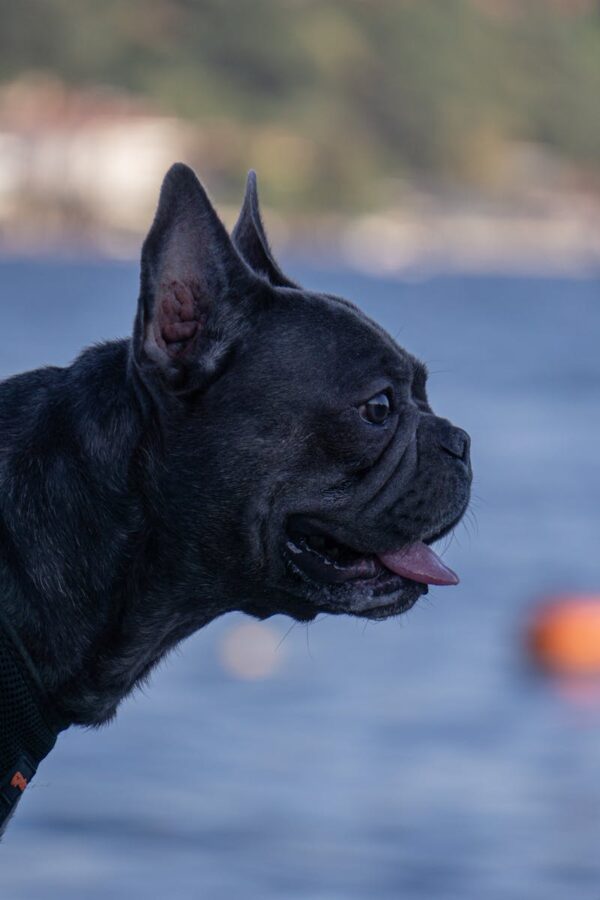 dog4