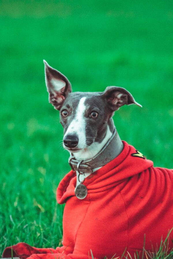 dogs2
