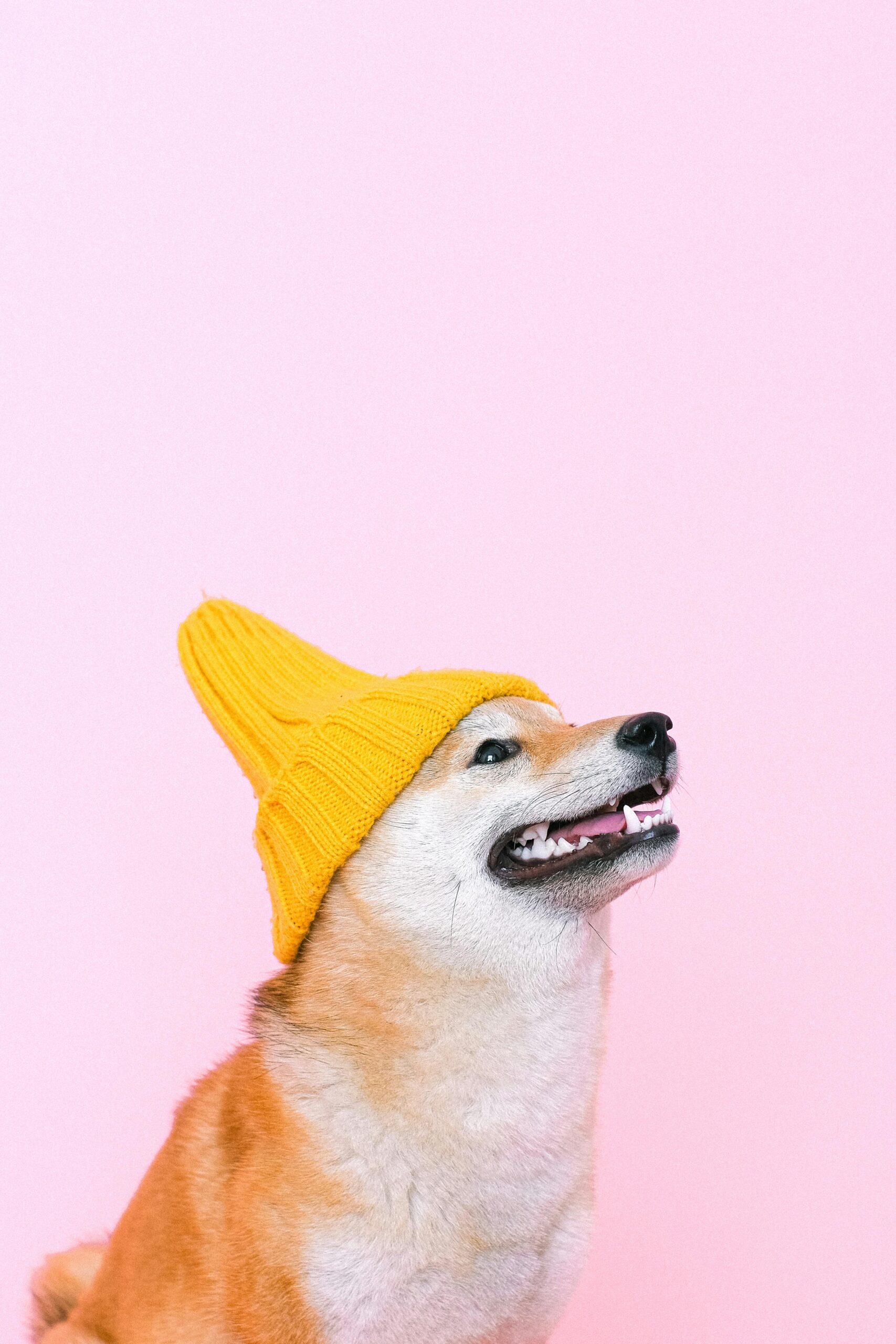 pexels photo 4588041 4588041 Cute Shiba Inu wearing a yellow beanie against a pink background, perfect for pet lovers.