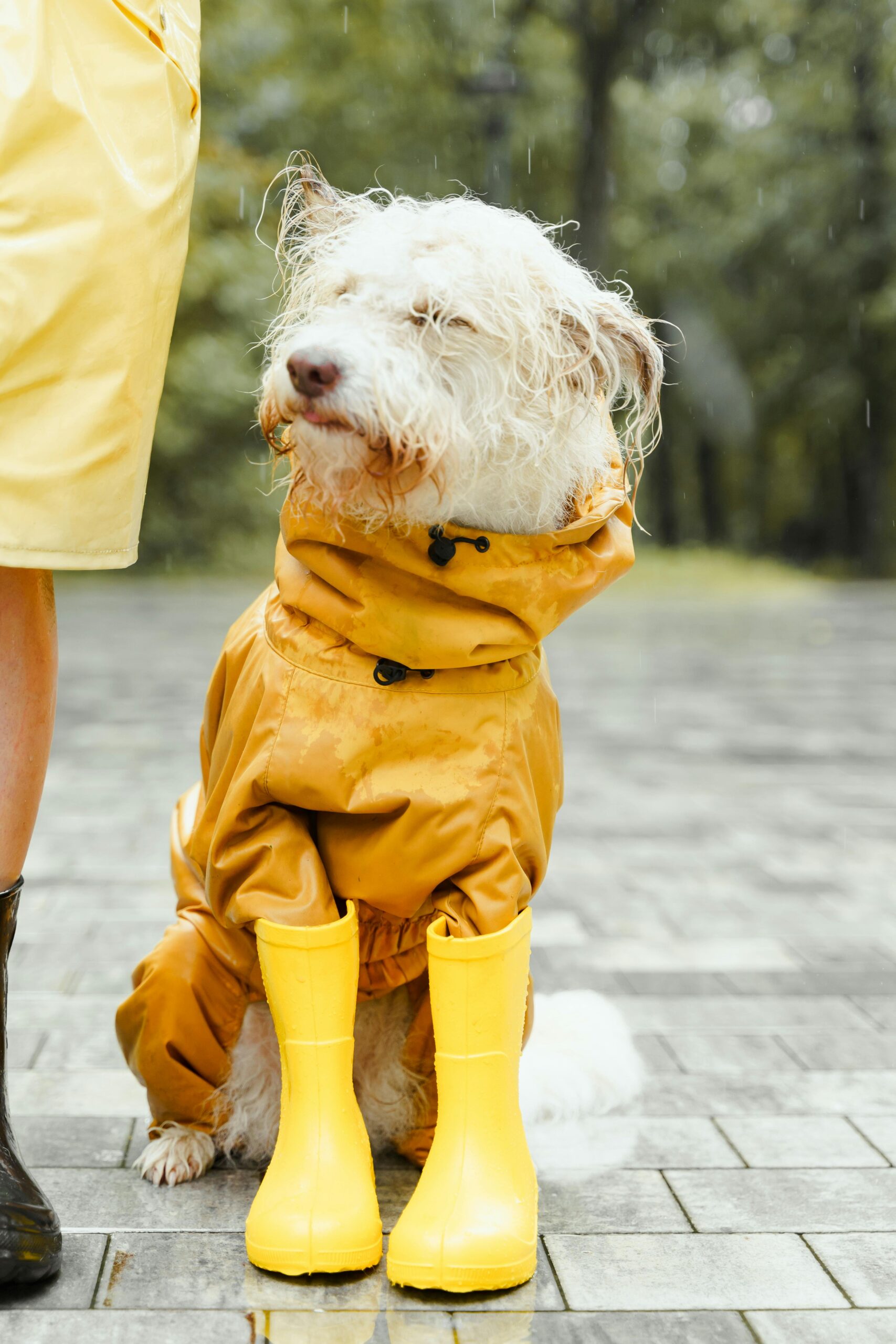 pexels photo 8499236 8499236 Adorable dog in yellow raincoat and boots sitting next to owner on a rainy day outdoors.