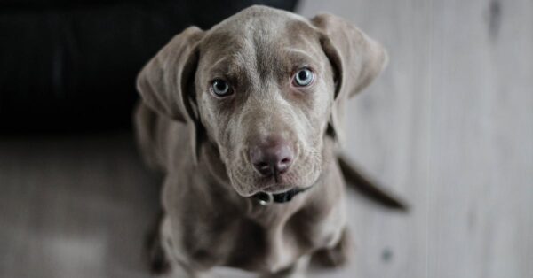 dogs1